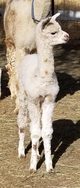 Dippin Dots 2017 cria