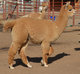 Hyperion, Bravo's 2013 cria