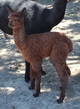 Onyx 2013 cria