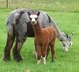 Molly and cria Blaise