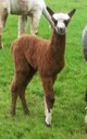 Molly's cria, Blaise