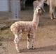 A recent Billabong cria