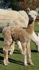 Another recent Billabong cria