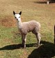 Cassiopeia as a cria