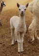 White Ruby's 2017 cria sired by Billabong!