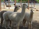 Brandy with 2012 cria Apollo