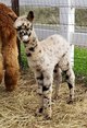 Brandy's 2018 female cria with Escher