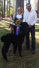 Brandy's 2013 Reserve Champ male cria, Wicked Tinker