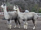 Tinker Bell (left) with daughter Briar Rose, 2-8-14