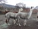 Tinker Bell (right) with daughter Briar Rose 2-8-14