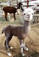 Zani's 2017 cria