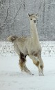 Sassie enjoying the snow!