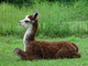 Sassie's 2010 cria