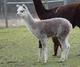 Sassie's 2011 cria