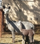 Blueberry with her 2017 female cria