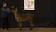 First Place, Alpaca Amore Affaire 2015