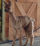 Cria Castiel breeding to Mont Blanc 2015