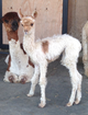 Miss Capricious 2014 Cria one day old