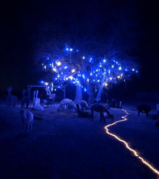 Magical time of year, come visit us for our Christmas with the alpacas