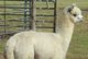 LADY JANE AND RITCHIE 2011 CRIA