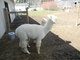 2012 CRIA