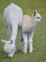 alpaca for sale