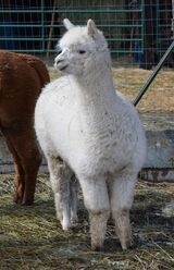 alpaca for sale