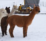 alpaca for sale