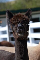 alpaca for sale