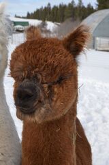 alpaca for sale