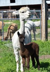 alpaca for sale