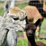 Photo of Lot 5 - Open Females - Show quality producers