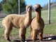 With her 2011 cria Zinnia