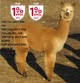 Cosmo's 2nd cria - Gladiola