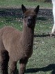 Cria Apollo