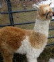 08' female cria