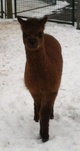 Female Cria