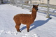 Isabella with cria fleece