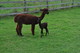 Adandee & Alex her 2nd cria