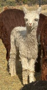 alpaca for sale