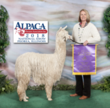 alpaca for sale