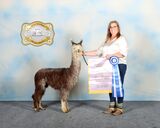 alpaca for sale