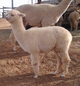 Here is Natasha, Annette's first cria at about 5 months old. 