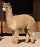 Fortunato is Gwen's second son.  He has soft dense fleece with a high frequency crimp style.  He is 