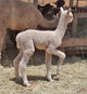 Rocky is Gwen's June 2013 cria. 