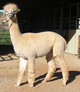 Veronica is Katey's second offspring.  She is very dense with a sophisticated crimp style. 