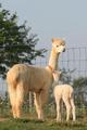 2013 - Pumpkin with cria