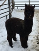 Mo'Glee as a yearling