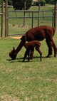 Gracie and her mama gypsie