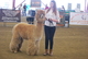 AlpacaFest West 2015